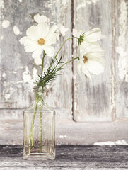 LD1421 - Cosmos Summer Bloom - 12x16