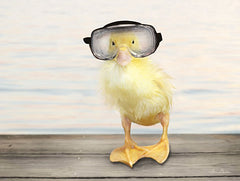 LD1521 - Diving Duck - 16x12