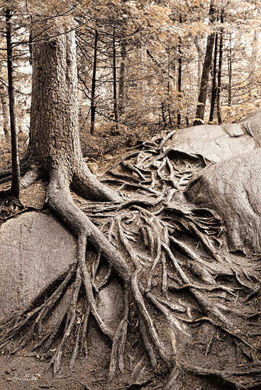 Lori Deiter LD1525 - Strong Roots - 12x18 Trees, Forest, Roots, Rock, Photography from Penny Lane