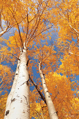 LD1556 - Aspen I - 12x18