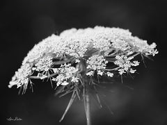 LD1798 - Queen Anne's Lace - 16x12
