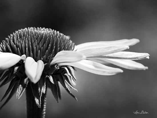 Lori Deiter LD1799 - LD1799 - Coneflower - 16x12 Coneflower, Black & White, Flowers from Penny Lane