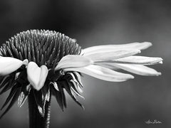 LD1799 - Coneflower - 16x12