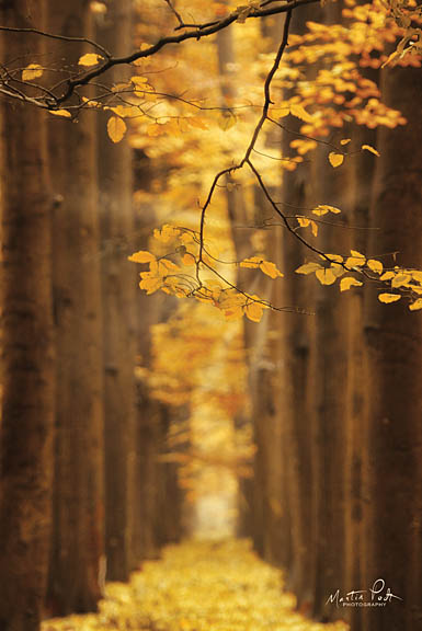 Martin Podt MPP370 - Autumn Leaves - Trees, Path, Leaves, Autumn from Penny Lane Publishing