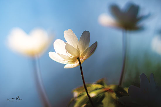 Martin Podt MPP411 - Anemones in Blue Anemones, Flowers, White, Field, Meadow from Penny Lane