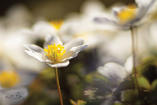 Martin Podt MPP412 - Anemone Up Close Anemones, Flowers, White, Field, Meadow from Penny Lane