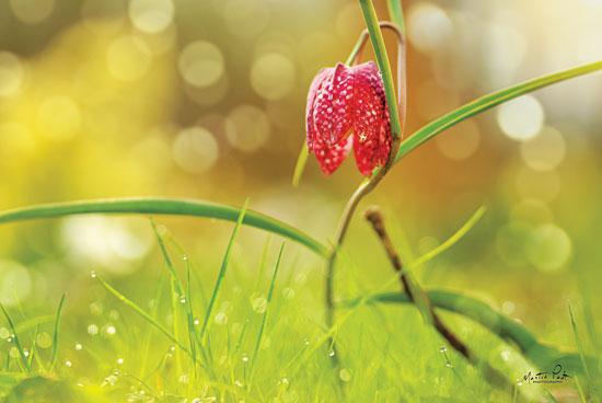 Martin Podt MPP413 - Fritillaria Fritillaria, Flowers, Pink, Wildflowers, Field from Penny Lane