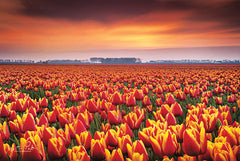 MPP421 - Dramatic Tulips