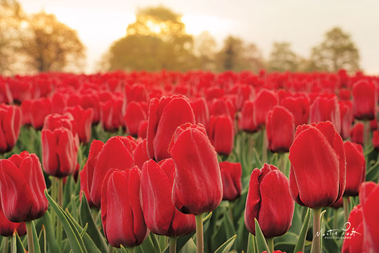 Martin Podt MPP422 - Tulips from Twente Tulips, Twente, Eastern Netherlands from Penny Lane