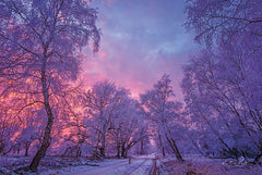 MPP427 - Winter Wonderland