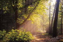 MPP441 - Sunny Trail