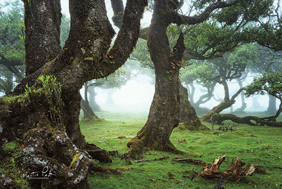 Martin Podt MPP456 - The Old Laurel Trees - 18x12 Trees, Forest, Foggy, Photography from Penny Lane