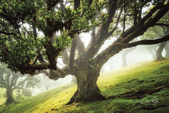 Martin Podt MPP458 - King of the Forest  - 18x12 Tree, Sunlight, Forest, Nature from Penny Lane