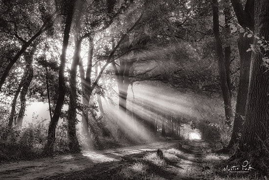 Martin Podt MPP503 - Black and White Rays - 18x12 Path, Pathway, Forest, Trees, Sunlight, Black & White from Penny Lane