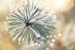 MPP530 - Winter Details - 18x12