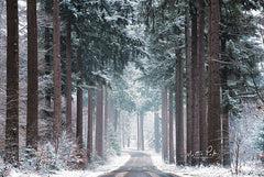 MPP539 - Pines in Winter Dress - 18x12