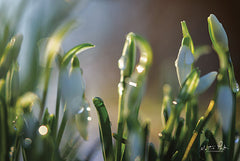 MPP549 - Snowdrops II - 18x12