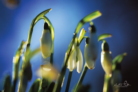 Martin Podt MPP552 - MPP552 - Snowdrops V - 18x12 Snowdrops, Flowers, Photography, Nature from Penny Lane