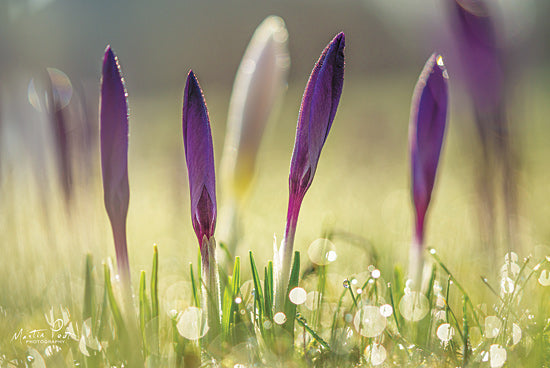 Martin Podt MPP555 - MPP555 - Four in a Row - 18x12 Flowers, Purple Flowers, Photography, Nature from Penny Lane