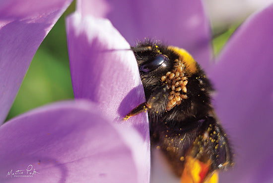 Martin Podt MPP557 - MPP557 - Bee II - 18x12 Bees, Flowers, Purple Flowers, Photography, Nature from Penny Lane