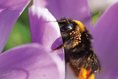 MPP557 - Bee II - 18x12