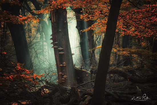 Martin Podt MPP562 - MPP562 - Beautiful Mess - 18x12 Trees, Forest, Autumn, Leaves, Path, Photography from Penny Lane