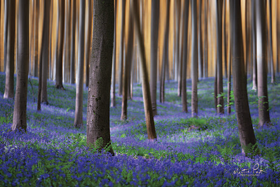 Martin Podt MPP571 - MPP571 - Hallermotion - 18x12 Trees, Floral, Photography from Penny Lane