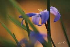 MPP577 - Chionodoxa I - 18x12