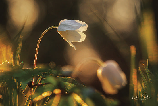 Martin Podt MPP579 - MPP579 - Anemone - 18x12 Flowers, Anemone, Photography from Penny Lane