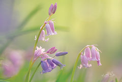 MPP581 - Bluebell I - 18x12
