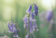 MPP582 - Bluebell II - 18x12